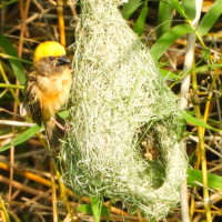 Baya Weaver